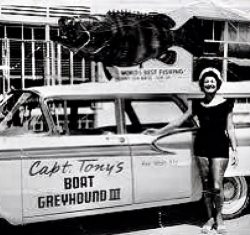 My second grandmother out of four this is the fish that eventually went on top of Captain Tony’s the goliath grouper