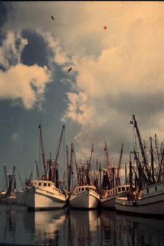 This is in back of the raw bar Key West 1976 that’s the key west shrimp fleet a front came in and they had to Come in for a couple days those shrimpers could drink and party first the Raw bar And then the boat bar then West Key bar And then of course 3 o’clock in the morning Captain Tony’s